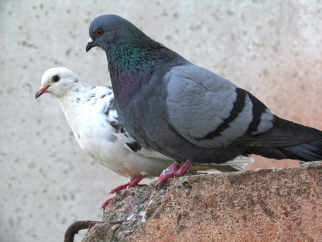Tauben_1